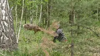 Приручение косули. )