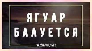 Ягуар балуется