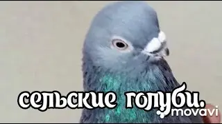 04 03 2024 года.Обзор моих голубей. 8 988 104 82 52 .