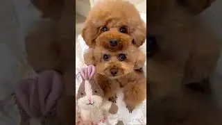 Poodles Love Forever ❤ | Cutest Dog On Internet #shorts #pets #dog #poodle | Paws and Fur