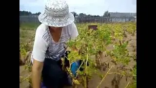 Как накопать свежей картошки для супа без лопаты