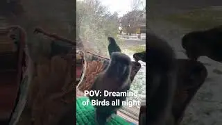 Dreaming of Conures