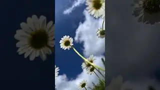 Когда зацветает нивяник - там меня и видели 🤪😍