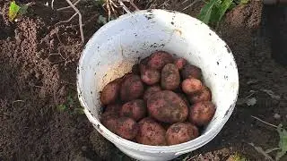 Кузница в деревне - крыша покрыта, картошка выкопана!
