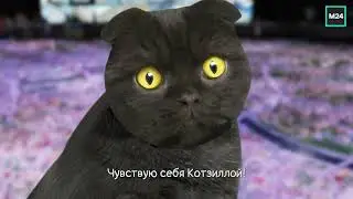 Увидеть всю Москву за один день | Кот Бублик