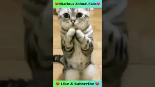 🐩 Funniest animals on the internet !!! 🦄