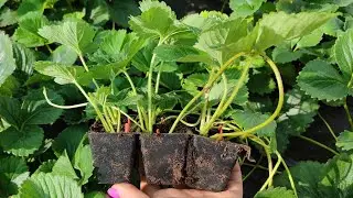 Саженцы клубники🍓 КАКИЕ СОРТА САЖАЕМ СЕБЕ НА ЯГОДУ🍓07.08.24. Ставрополь.