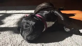 Cosmo the Farting Grunting French Bulldog