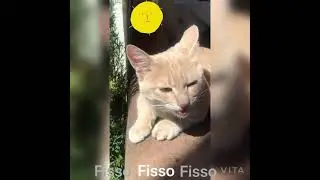 #114 #Günaydın #kediler #коти #добрий ранок