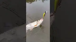 Результат выходного дня 😀
