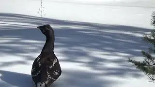 По дороге Ленск- Верхне Вилюйск