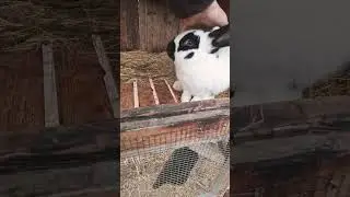 Кролики