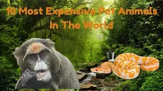 10 Most Expensive Pet Animals In The World|Expensive Pet Animals| Green Monkey|Tibetan Mastiff