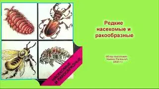 Редкие насекомые и ракообразные