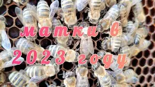 что буду воспроизводить ф1 в 2023