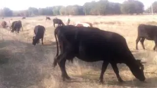 Коровки пасутся! Cows graze!