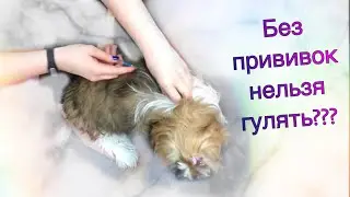 Ши- тцу первая прививка