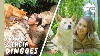Steve Irwin's favourite wild dogs - Dingoes! | Australia Zoo Life