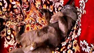Ленивый кот не может встать даже пожрать. Смешные животные. A lazy cat can not even get up to eat