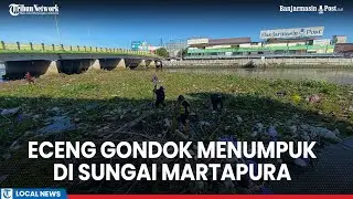 Eceng gondok Menumpuk di Sungai Martapura, Tepatnya di Bawah Jembatan Sudimampir Banjarmasin
