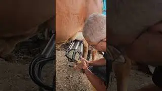 गाईचे दूध काढायचे यंत्र Milking Machine #dairyfarm #milkingmachine #desicow #desicowfarm