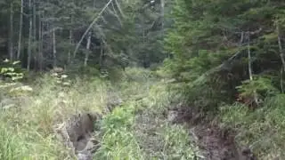 Настоящий асс