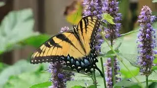 Simply LIVING In Him / Peaceful Birds, Butterflies, and Blooms