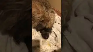 Puppy #2 12:53am 1-27-21