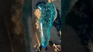 Don’t step on these Australian beach creatures!
