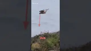 Amazing Pigeon Bird Trap from bottle. #birds #wildlife #eagles