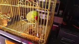 Попугай Григорий завтракает