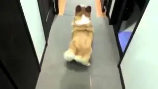 собака танцует попой!видео огонь!