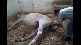 Horse giving birth