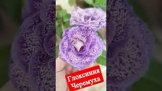 Глоксиния ЛП Черемуха 