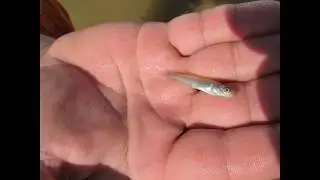 Зарибяване с бяла риба яз.Ал.Стамболийски