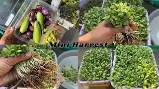 Grow Fenugreek in soilless method | Mini Harvest | Fenugreek | Brinjal | Chilli ☘️