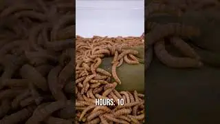 10 000 Mealworms vs. Pickle