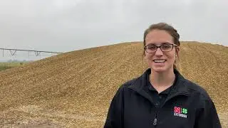 Feeding Corn Silage to Reduce Liver Abscesses