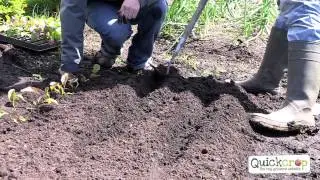 How To Grow Beetroot