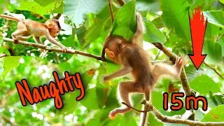OMG..!Tiny baby Mariel not strong enough nearly falling down from the high tree, this is very lucky