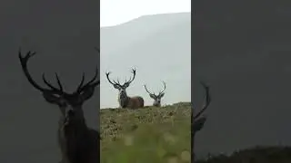 Caza del ciervo en el corazón de las Highlands 2
