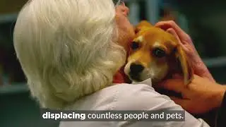 Help People & Pets Impacted by Hurricane Helene