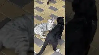 so cute kittens  🐈‍⬛