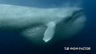 Why Blue Whales Are the Most Efficient Hunters
