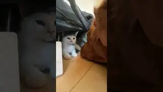 Day 32: Rainbow, Cherry, Mango (Foster Kittens)