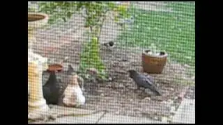 Angel vs The Crow