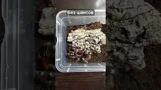 Acanthoscurria geniculata на охоте #животные #shorts #природа #паук#spider#tarantula#паукптицеед