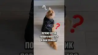 Почему котик поворачивается к вам спиной 
