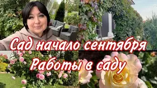 Сад начало сентября, готовим сад к зиме