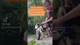 IVDD Paralyzed French Bulldog in Wheelchair loving life